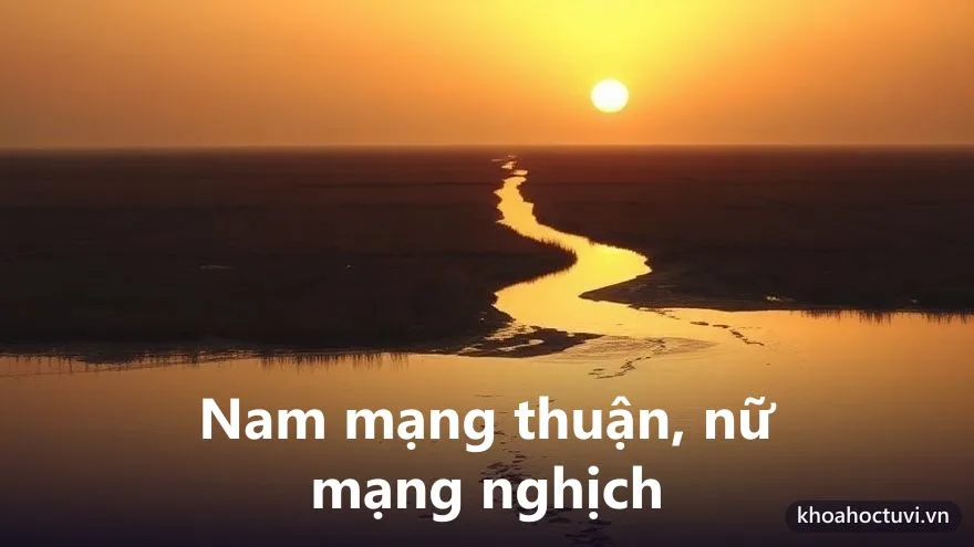 Tuổi Mậu Tý 2008 nam mạng và nữ mạng — hai chiều Đại Vận và cung phi khác nhau