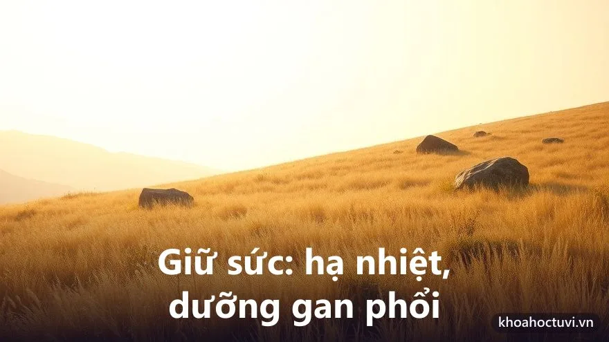 Sức khỏe và tuổi thọ người tuổi Nhâm Dần — điểm cần giữ gìn theo mệnh Kim Bạch Kim