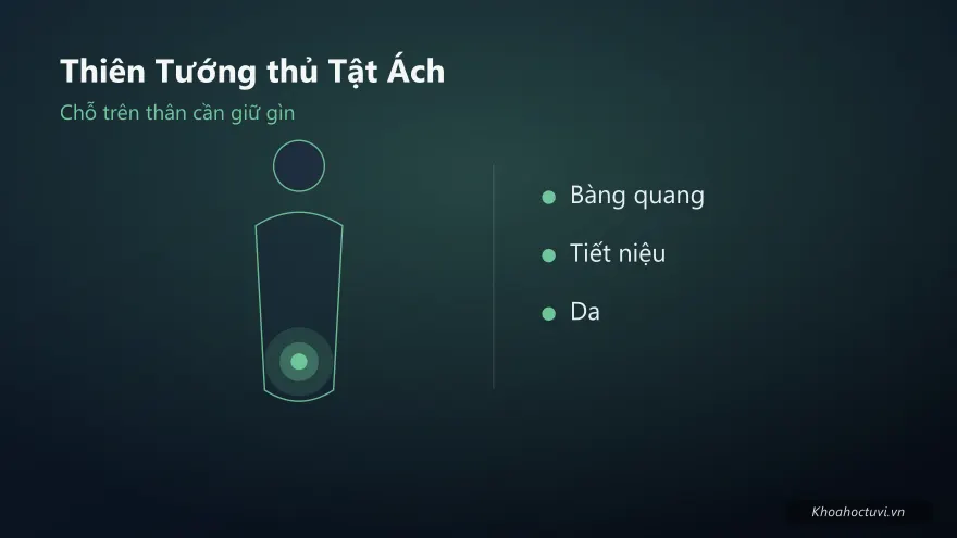 Thiên Tướng thủ cung Tật Ách — minh họa